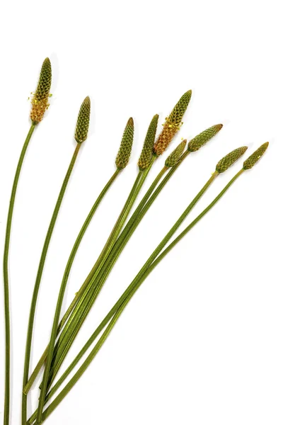 Green Stems Leaves and Mature Seed Pods of Wild Grass — Stock Photo, Image