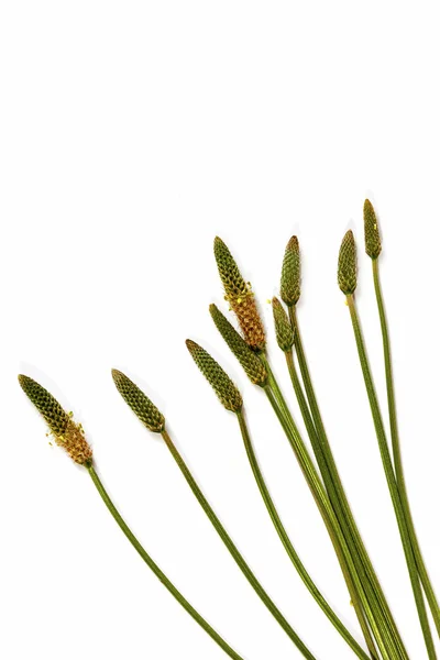 Folhas de caules verdes e vagens de sementes maduras de grama selvagem — Fotografia de Stock
