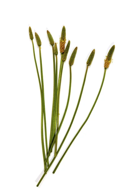 Green Stems Leaves and Mature Seed Pods of Wild Grass — Stock Photo, Image