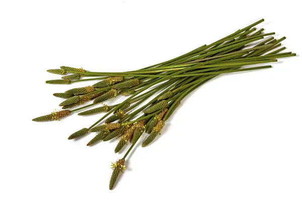 Green Stems Leaves and Mature Seed Pods of Wild Grass — Stock Photo, Image