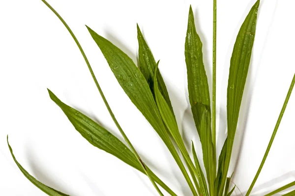 Close up de Broad folhas verdes de grama selvagem — Fotografia de Stock