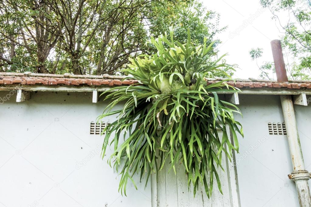 Staghorn Fern Growing from Eaves of Tiled Roof