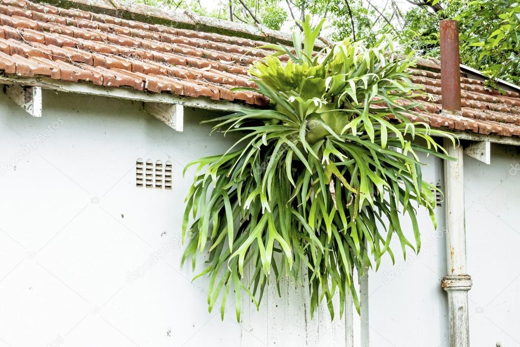 Staghorn Fern Growing on Eaves of Tiled Roof