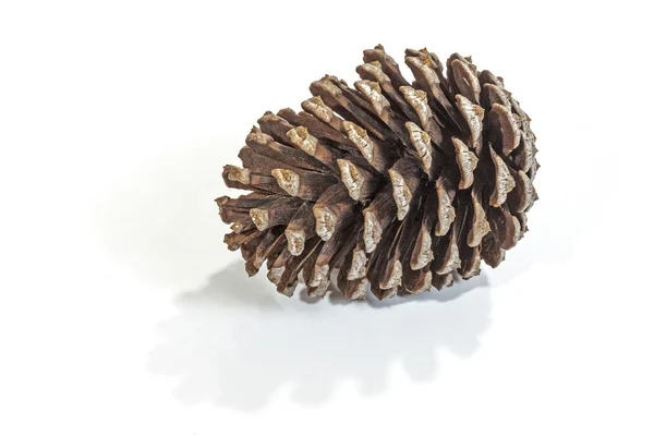 Single Natural Brown Pine Cone Patterns and Textures — Stock Photo, Image