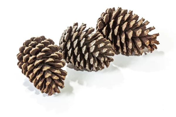 Tre naturliga bruna Pine Cone mönster och texturer — Stockfoto