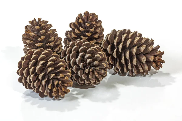 Cinq motifs et textures de cône de pin brun naturel — Photo