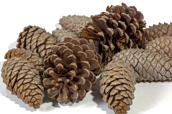 Många naturliga bruna Pine Cone mönster och texturer — Stockfoto