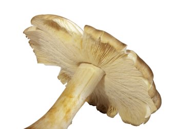 Underview doğal organik mantar desen ve dokuları