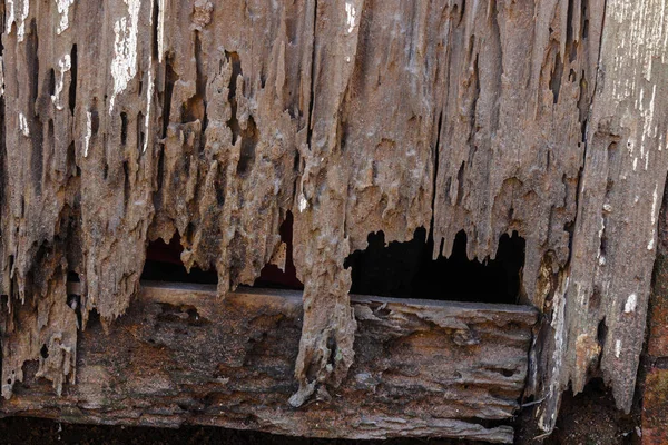 Dirty Muddy Neglected Rotten Vintage Wooden Door Panels — Stock Photo, Image