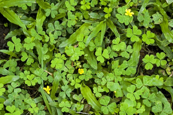 Дикая естественная зеленая растительность с тремя маленькими желтыми цветами — стоковое фото