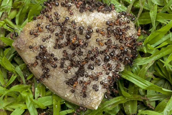 Rój mrówek jedzenie psa Dicarded kości — Zdjęcie stockowe