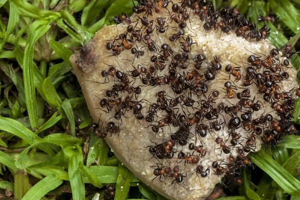 Rój mrówek jedzenie psa Dicarded kości — Zdjęcie stockowe