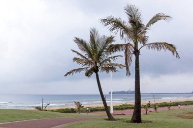 İki güzel Palm ağaçlar çerçeveleme okyanus gemisi