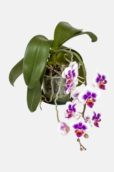 Folhas verdes coloridas e raiz da orquídea de Phalaenopsis do Cerise potted — Fotografia de Stock