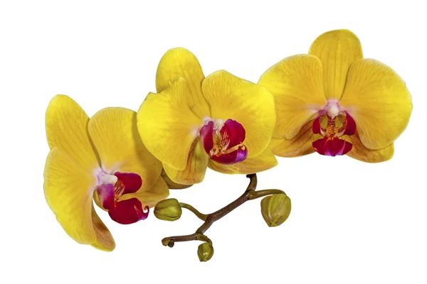 Gelbe Phalaenopsis Orchidee Blüten Stiel und Knospen — Stockfoto