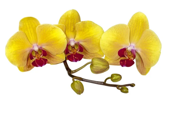 Gelbe Phalaenopsis Orchidee Blüten Stiel und Knospen — Stockfoto