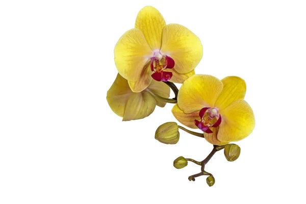 Gelbe Phalaenopsis Orchidee Blüten Stiel und Knospen — Stockfoto