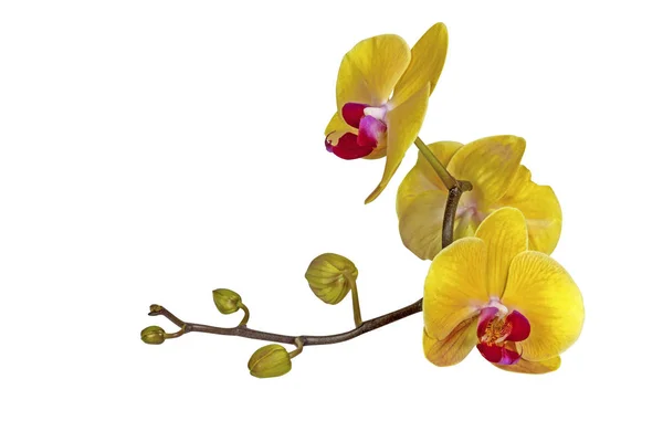 Yellow Phalaenopsis Orchid Flowers Stem and Buds — Stock Photo, Image