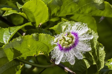 Çiçek ve Granadilla tutku meyve bitki yeşil yaprakları 