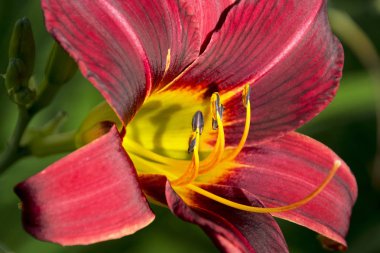  Renkli kırmızı ve mor Daylily aşırı yakından  