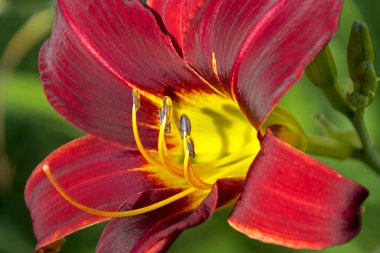  Renkli kırmızı ve mor Daylily aşırı yakından  