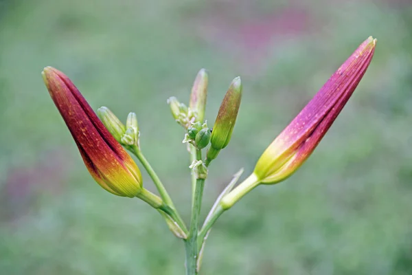 Purple and Yellow Unopened Day Lilly Buds — Stock Photo, Image