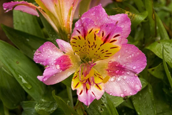 Kleurrijke patronen en textuur Detail van Alstromeria bloem — Stockfoto