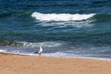 Sea Gull dalga kırılması ile sahilde