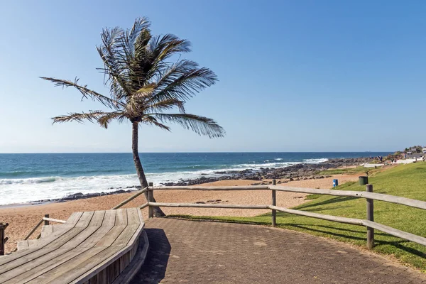 Palm boom groen gazon verharde wandelpad aan strand — Stockfoto