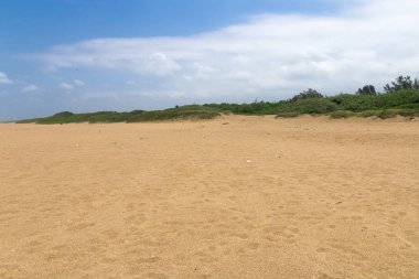 Yeşil mavi bulutlu gökyüzü karşı Dunes Vegetated