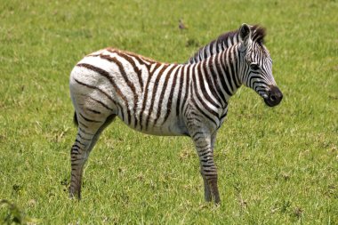 Arka plan üzerinde yeşil otlatma zebra çimen