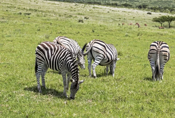 Zebra betar på grönt gräs bakgrund — Stockfoto