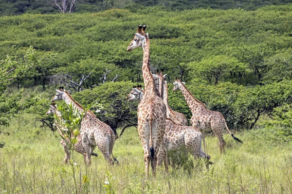 Wild Giraffe Ggainst Green Vegetation Background
