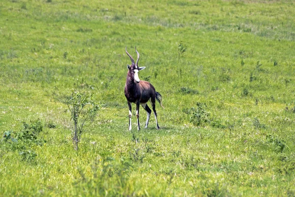 South African Bontebok on Green Grassland — Stock Photo, Image