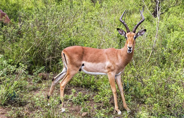 Antílope masculino de Impala en Bush sudafricano — Foto de Stock