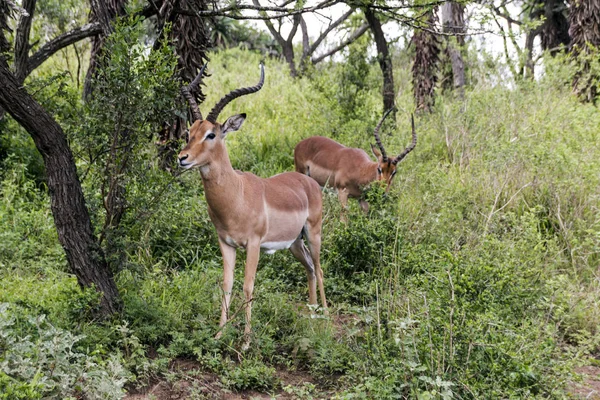 Impala Antelope Grazing in Wooded Grassland — Stock Photo, Image