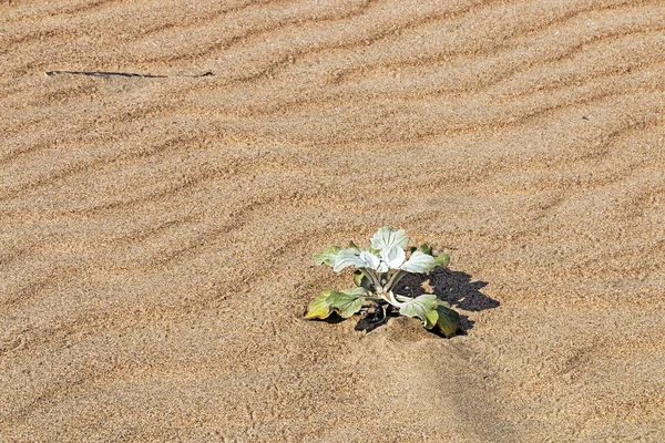 Einzelpflanze auf gemustertem und strukturiertem Sand am Strand — Stockfoto
