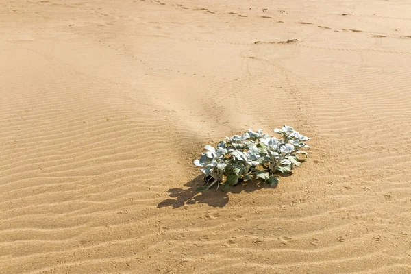 Einheimische Dünenpflanze wächst im Sand des Strandes — Stockfoto