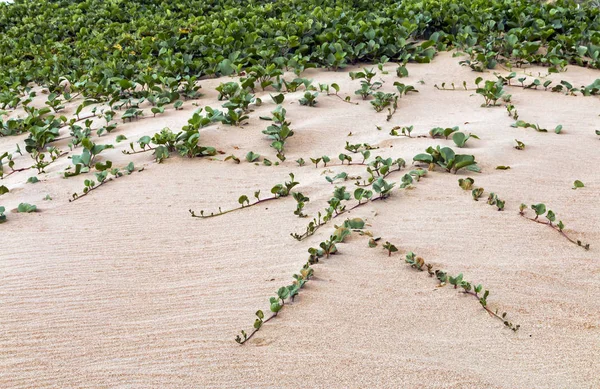 Planta de dunas indígenas creciendo en la arena de la playa — Foto de Stock