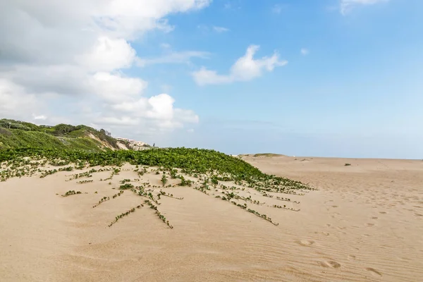 Planta Indígena Crescendo na Praia Duna de Areia — Fotografia de Stock