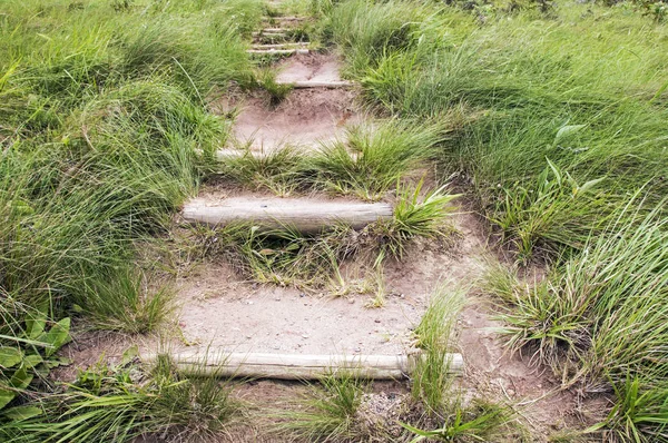 Sentier accéléré menant vers le haut à travers l'herbe verte luxuriante — Photo