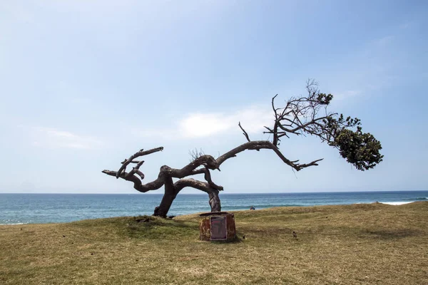 Árvore desgastada na borda da grama contra o horizonte azul do oceano — Fotografia de Stock