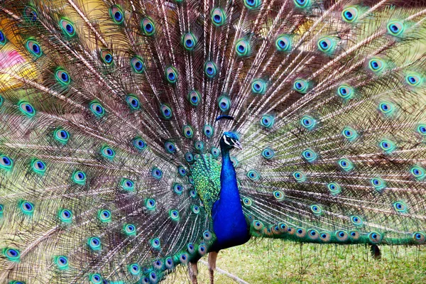 Blå färgglada manliga påfåglar mönstrade och texturerat fjäder Disp — Stockfoto
