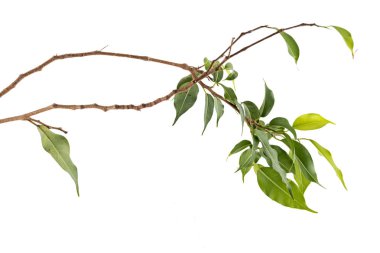 Çalı çırpı ve yeşil yaprakları bitki hayatta kalmak için mücadele