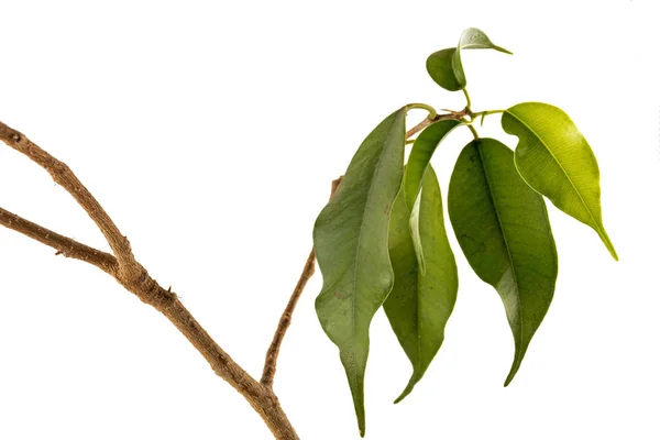 Twijgen en groene bladeren van Plant vechten om te overleven — Stockfoto