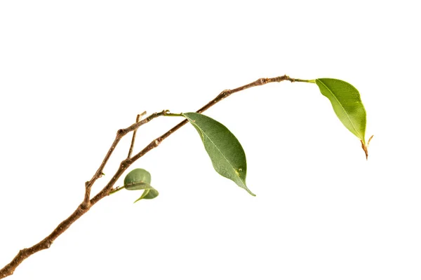 Twigs and Green Leaves of  Plant Struggling for Survival — Stock Photo, Image