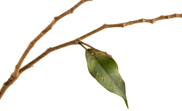 Větvičky a zelené listy rostliny bojující o přežití — Stock fotografie