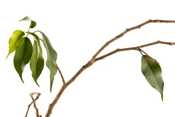 생존을 위해 고군분투 하는 식물의 잔 가지와 그린 잎 — 스톡 사진