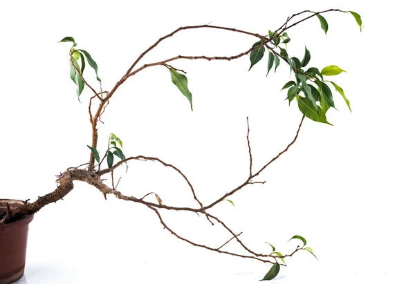 Ramoscelli e foglie verdi di piante che lottano per la sopravvivenza — Foto Stock