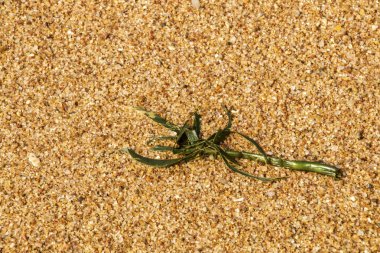  Altın desenleri tahıl ve dokular deniz kum 